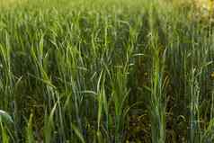 绿色发芽黑麦农业场弹簧日落豆芽黑麦