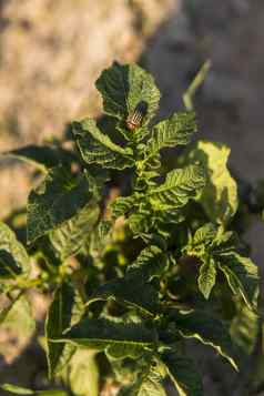 年轻的土豆土壤封面植物特写镜头绿色芽年轻的土豆植物发芽粘土春天