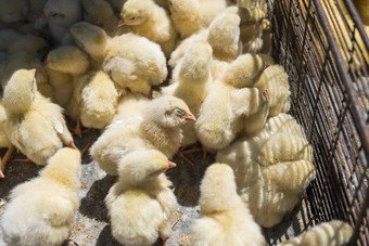 婴儿鸡小美丽的黄色的小鸡金属网笼子里盒子出售公平孵化器鸡出售农业农业