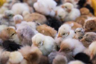 婴儿鸡小美丽的黄色的小鸡塑料笼子里盒子出售公平孵化器鸡出售农业农业