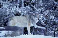 挪威狼木材日志