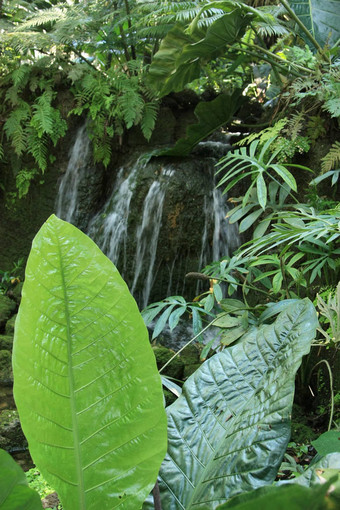 公园植物区系