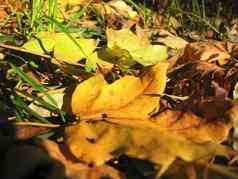 黄色的下降叶绿色草秋天森林地面