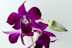 紫色的石斛兰花