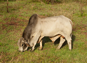 婆罗门牛澳大利亚牛肉牛