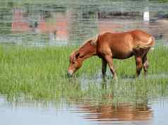 棕色（的）马喝水自然场景