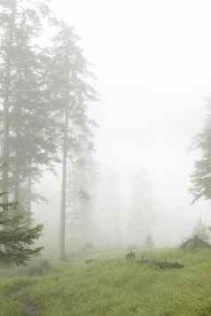 松柏科的森林雾