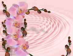 粉红色的兰花缎漩涡