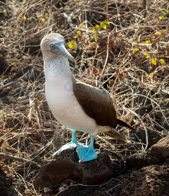 好奇的蓝色的有足的成绩最差的人海鸟加拉帕戈斯群岛