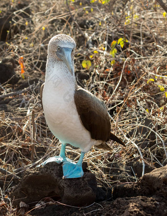 好奇的蓝色的有足的成绩最差的人海鸟加拉帕戈斯群岛