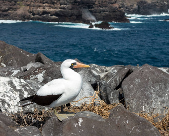 好奇的纳斯卡成绩最差的人海鸟加拉帕戈斯群岛