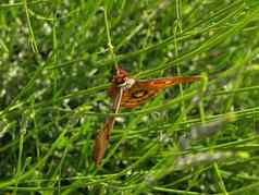 色彩斑斓的大长翅膀的蝴蝶绿色草
