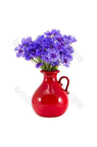 美丽的红色的陶瓷花瓶矢车菊白色