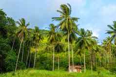 小屋棕榈树丛林