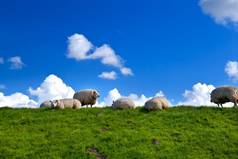 羊绿色牧场蓝色的天空