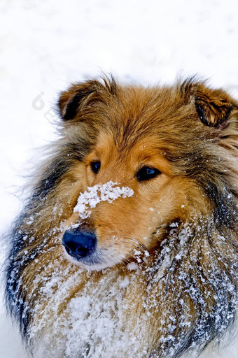 牧羊犬狗雪