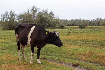 农村牛吃草绿色草地农村生活动物农业国家