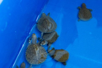 海龟蓝色的盆地海龟发布获救海龟
