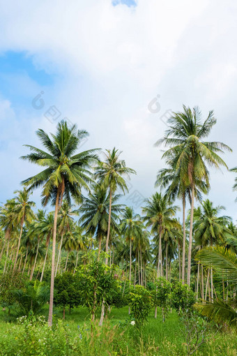 棕榈格罗夫棕榈树热带丛林象征热带地区温暖