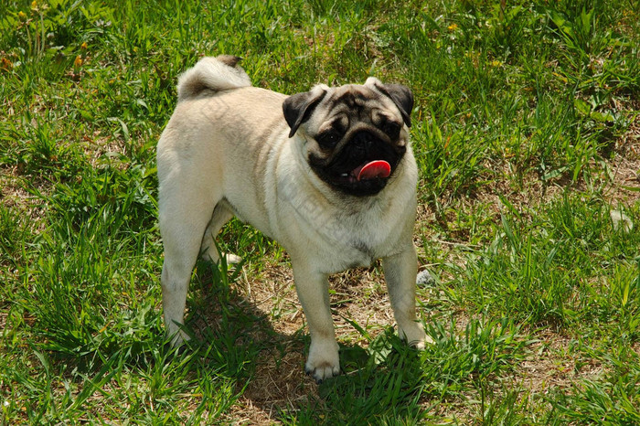 pug-dog