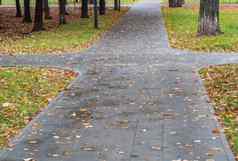 十字路口公园湿沥青覆盖下降秋天叶子多云的天气