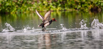 red-crested<strong>红头潜鸭</strong>鸟<strong>潜</strong>水<strong>鸭</strong>rhodonessa鲁菲娜扭角羚