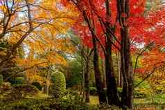 可爱的公园花园落叶树秋天颜色