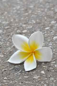 plumeria