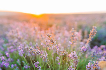 日落紫罗兰色的薰衣草场在户外