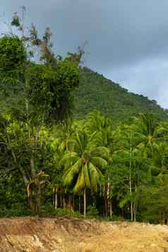 权力行丛林文明野生热带丛林