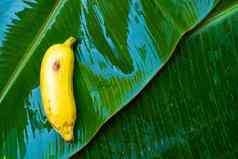 成熟的黄色的香蕉湿香蕉叶