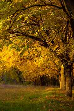 美丽的秋天公园风景如画的自然金树射线太阳