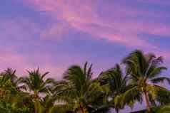 日落天堂热带海滩棕榈树