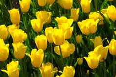 明亮的色彩斑斓的郁金香花朵春天