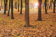 黄色的下降叶子树秋天公园阳光眩光