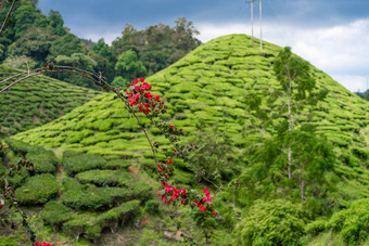 茶种植园卡梅隆谷绿色山高地马来西亚茶生产绿色灌木年轻的茶