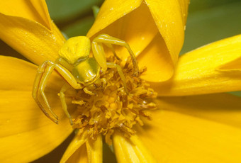 秋麒麟草属植物蜘蛛黄色的花