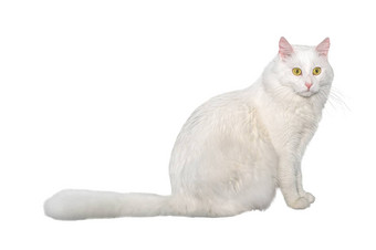 成人猫孤立的可爱的大白色猫白色背景工作室<strong>摄影</strong>减少设计<strong>广告</strong>