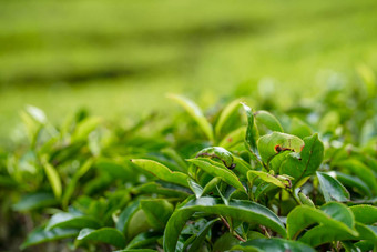 茶种植园卡梅隆谷绿色山高地马来西亚茶生产绿色灌木年轻的茶