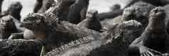 全景横幅加拉帕戈斯群岛动物海洋鬣蜥小海洋鬣蜥头可爱的令人惊异的野生动物动物加拉帕戈斯群岛岛屿厄瓜多尔