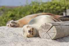 海狮子沙子说谎海滩加拉帕戈斯群岛岛屿可爱的可爱的动物