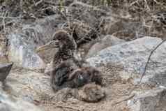加拉帕戈斯群岛岛屿加拉帕戈斯群岛信天翁小鸡又名挥了挥手信天翁