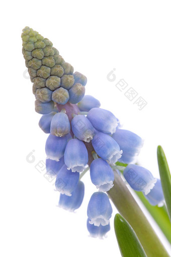 muscari<strong>一串葡萄</strong>状的花蓝色的<strong>葡萄</strong>风信子