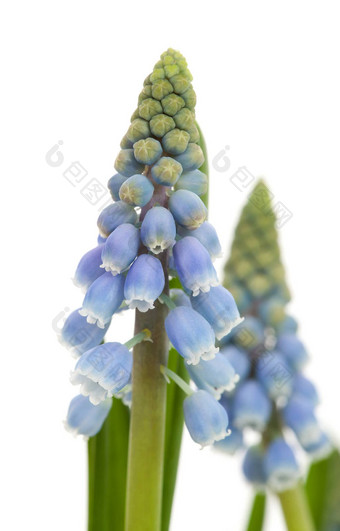 muscari<strong>一串葡萄</strong>状的花蓝色的<strong>葡萄</strong>风信子