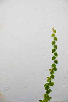 植物成长白色墙