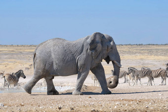 <strong>大象</strong>埃托沙国家公园纳米比亚
