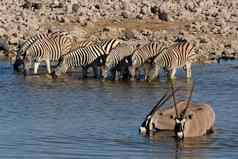 斑马大羚羊喝水奥考科霍水潭