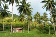 小屋棕榈树丛林