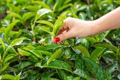 特写镜头女孩轻轻收集前叶子茶绿色灌木高山茶谷茶生产