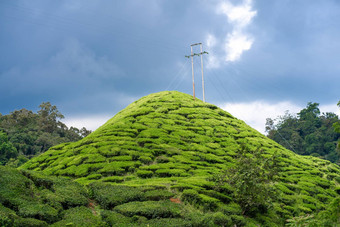 茶种植园卡梅隆谷绿色山高地马来西亚茶生产绿色灌木年轻的茶